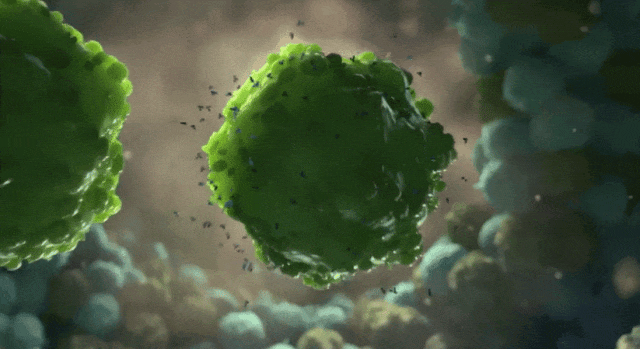 0004.gif